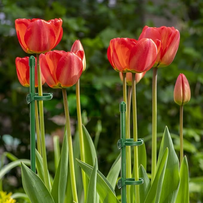 Coloch 48 Pack Plant Support Stakes, 11 Inch&17 Inch Height Adjustable Garden Plant Stake Orchid Sticks with 48 Clips and 24 Links Potted Plant Support for Orchid, Amaryllis, Tomato, Indoor&Outdoor