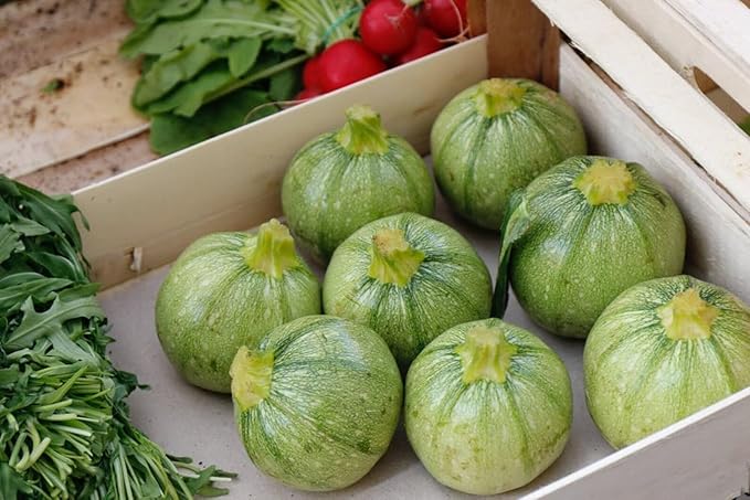 Seeds Round Zucchini Light Green Courgette Non GMO Heirloom