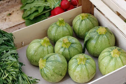 Seeds Round Zucchini Light Green Courgette Non GMO Heirloom
