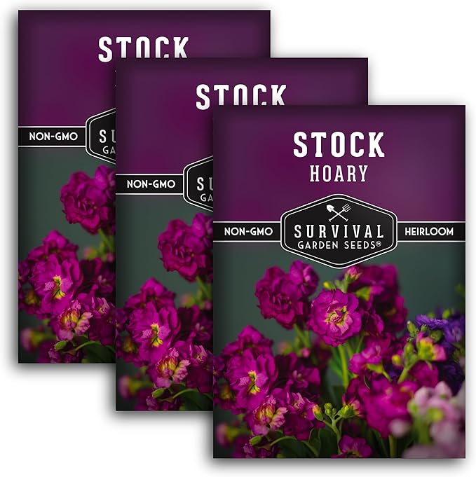 Hoary Stock Seed for Planting - 3 Packets with Instructions to Plant and Grow Vintage Harmony Stock (Matthiola incana) in Your Home Flower Garden - Non-GMO Heirloom Variety - Survival Garden Seeds