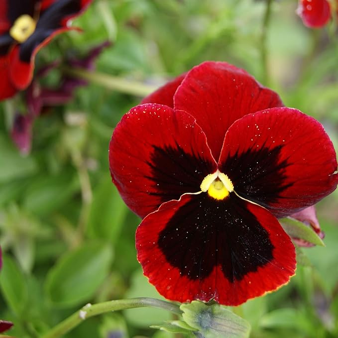 Outsidepride Red Alpenglow Viola Pansy Seeds for Planting - 2,000 Pcs. Biennials, Trailing, Cold-Hardy & Pollinator Friendly Flowers with Fragrant Blooms for Garden Beds, Borders & Container Displays