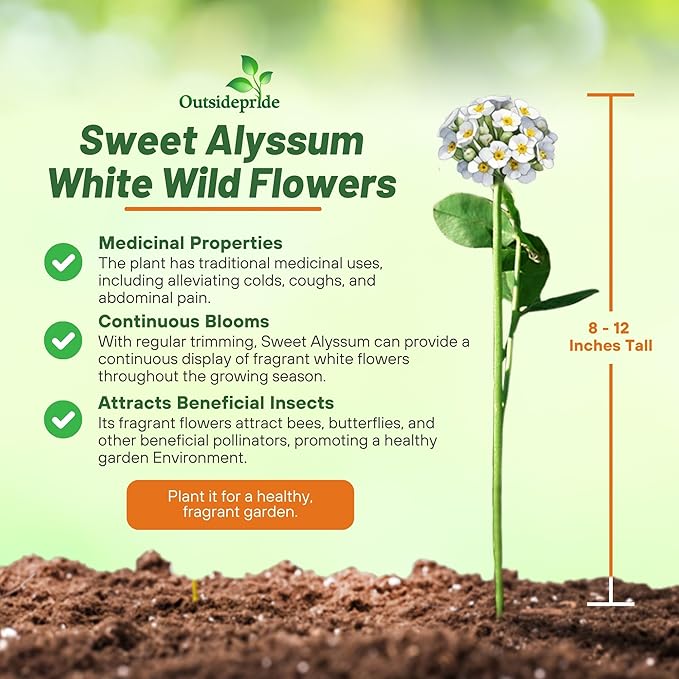 Outsidepride Perennial Sweet Alyssum Seeds - 5 lbs. White Lobularia Maritima Seeds for Ground Cover, Pollinator-Friendly Gardens, Drought-Tolerant Landscaping, Easy-to-Grow in USDA Zones 7-9