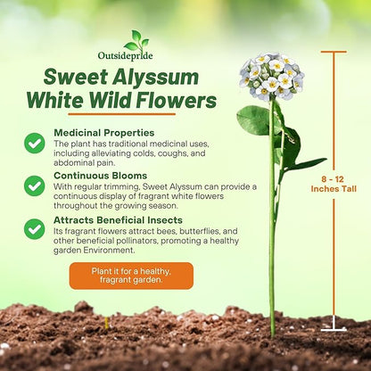 Outsidepride Perennial Sweet Alyssum Seeds - 5 lbs. White Lobularia Maritima Seeds for Ground Cover, Pollinator-Friendly Gardens, Drought-Tolerant Landscaping, Easy-to-Grow in USDA Zones 7-9