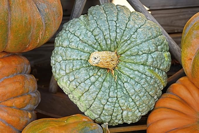 Marina Di Chioggia Bumpy Blue Pumpkin Seeds - 12 Seeds - One of The Most Intereting and Decorative Pumpkins as Well as Delicious