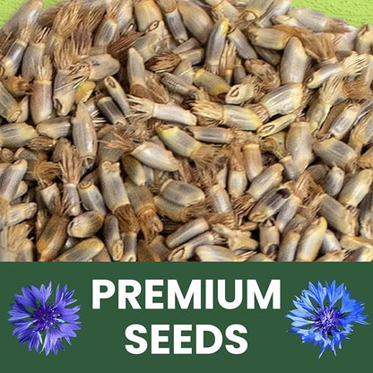 Blue Cornflower – 4,000 Seeds for Planting – 2026 Season – 1 Ounce Pouch