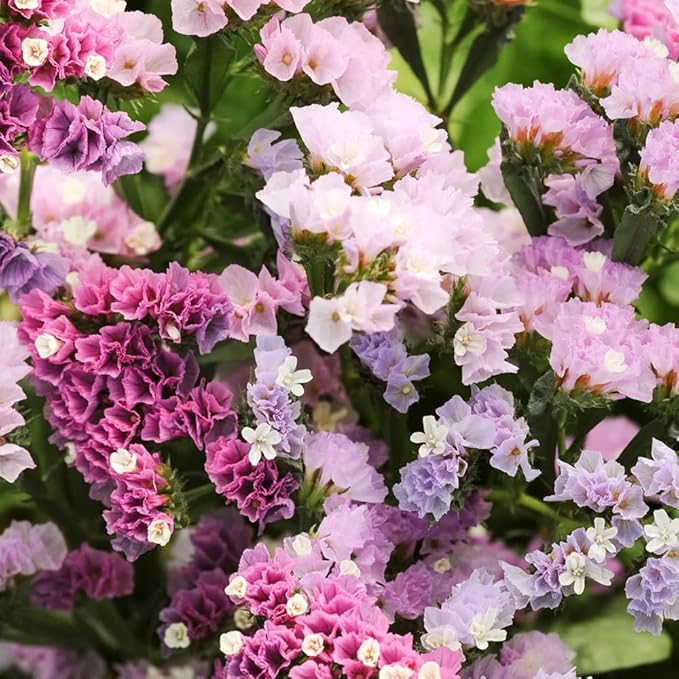 1000+ Mix Statice Pastel Seeds for Planting Outdoors-Annual Limonium Sinuatum Beautiful Flowers Seeds- Non-GMO Heirloom for Home Garden
