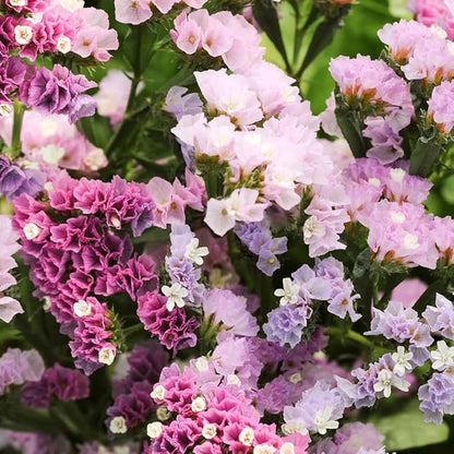 1000+ Mix Statice Pastel Seeds for Planting Outdoors-Annual Limonium Sinuatum Beautiful Flowers Seeds- Non-GMO Heirloom for Home Garden