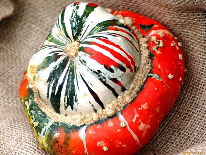 Pumpkin Turk’s Turban 10 Seeds Ornamental Decorative Turban Squash Mushroom Pumpkin Gourd Non-GMO