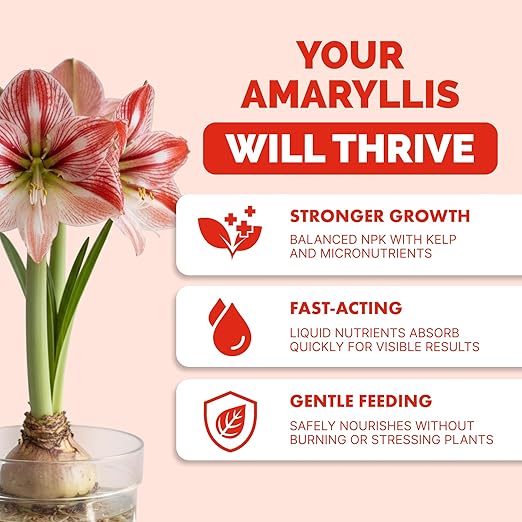Amaryllis Fertilizer for Amaryllis Bulbs, Great for Amaryllis Bulbs in Vase or for Planting, Liquid Fertilizer by TPS Plant Foods, 8 oz (250mL)