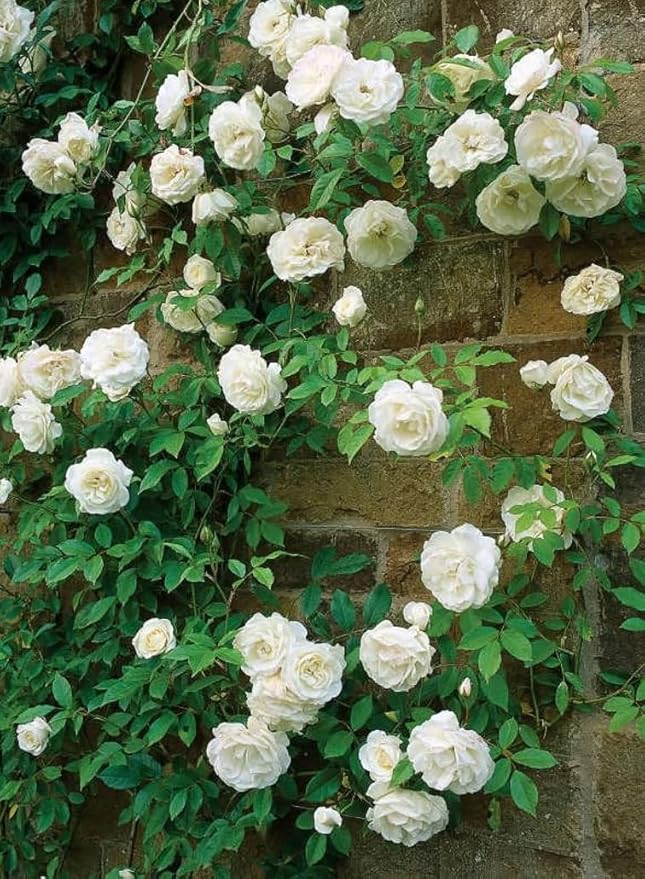 Mix Climbing Rose Rosa Seeds Bush Vine Climber Fragrant Butterfly Rare Non-GMO Heirloom Variety for Your Garden 100pcs