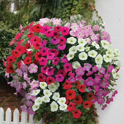 Seeds Petunia Triumph Rainbow Mix - Annual Flowers for Planting - GMO Free