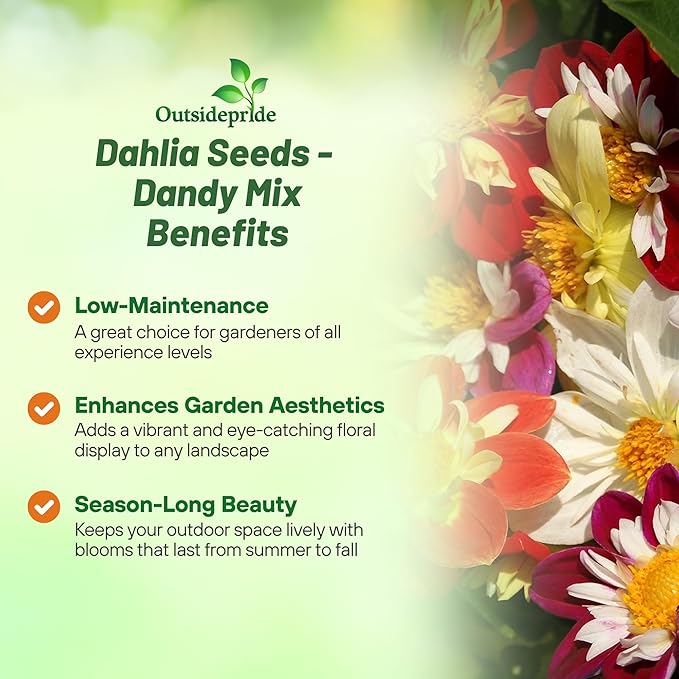 Outsidepride Dandy Mixed Dahlia Seeds for Planting - 1000 Pcs Annual, Easy to Grow, Season-Long Flower Seeds with Colorful Blooms for Containers, Pots, Borders, & Gardens, Suitable as Cut Flower