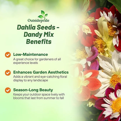 Outsidepride Dandy Mixed Dahlia Seeds for Planting - 1000 Pcs Annual, Easy to Grow, Season-Long Flower Seeds with Colorful Blooms for Containers, Pots, Borders, & Gardens, Suitable as Cut Flower