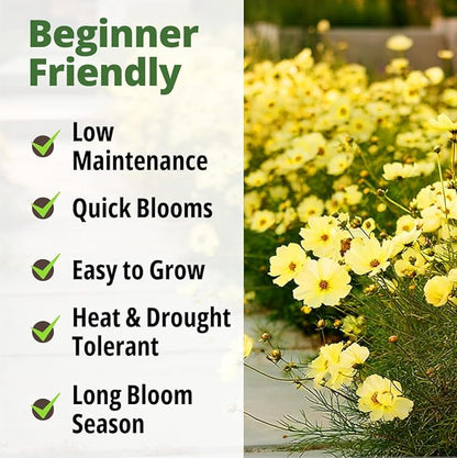 HOME GROWN Cosmos Seeds Dwarf Lemon – 300 Dwarf Cosmos Flower Seeds for Planting, Compact Yellow Blooms, Heat Tolerant Annual for Outdoor Gardens (.2g) – Cosmos sulphureus ‘Dwarf Lemon’