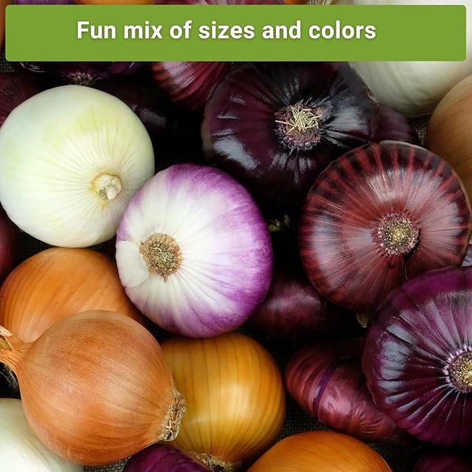 Sow Right Seeds - Long Day Onion Seed Collection for Planting - Yellow Sweet Spanish, Ringmaster, Ruby Red, Ailsa Craig, Walla Walla - Non-GMO Heirloom Varieties to Plant a Home Vegetable Garden