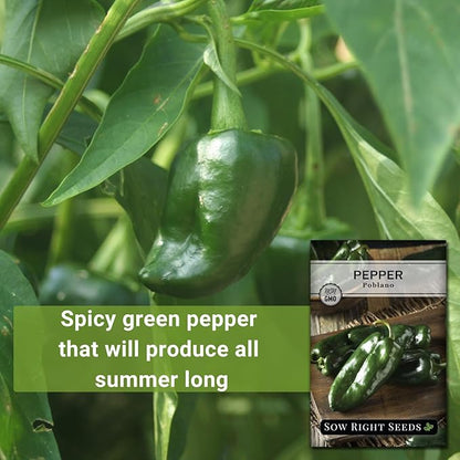 Sow Right Seeds - Poblano Pepper Seeds for Planting - Non-GMO Heirloom Packet with Instructions to Plant a Home Vegetable Garden - Hot Ancho Chile Variety to Grow, Spicy and Abundant (2)