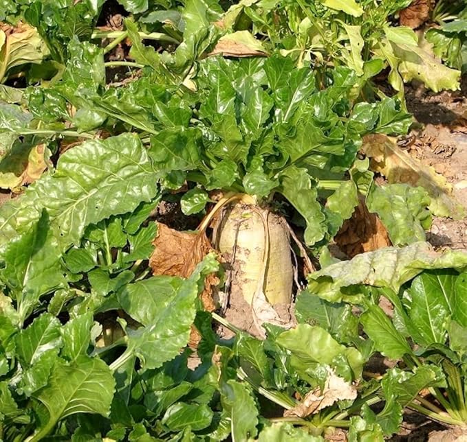 Hale Habitat & Seed Daikon Radish Food Plot Seed (50 lb Bulk)