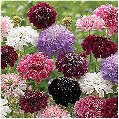 Pincushion or Scabiosa Mixed Seeds - 280 Imperial Mix Seed - Non GMO - Neonicotinoid-Free