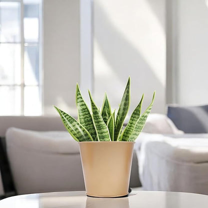 Hosley Set of 3 Gold Finish Bucket/Pots with PVC Liner 5" Dia x 4.75" H, Ideal Gift for Floral Arrangements Wedding Home Office Party DIY Indoor Outdoor Garden Patio