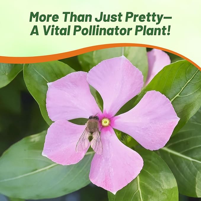 Outsidepride Pink Periwinkle Seeds for Planting – 4000 Pcs Annual, Fast-Blooming, Heat & Drought Tolerant Vinca Flower Seeds with Vibrant Colors Ideal for Gardens, Beds, Borders & Containers