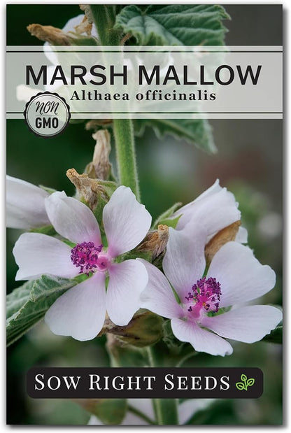 Sow Right Seeds - Marsh Mallow Seeds for Planting - Heirloom Non-GMO Variety - Ideal for Indoor or Outdoor Herbal Gardens - Grow Your Own Culinary and Medicinal Marshmallow Root Herbs (1)