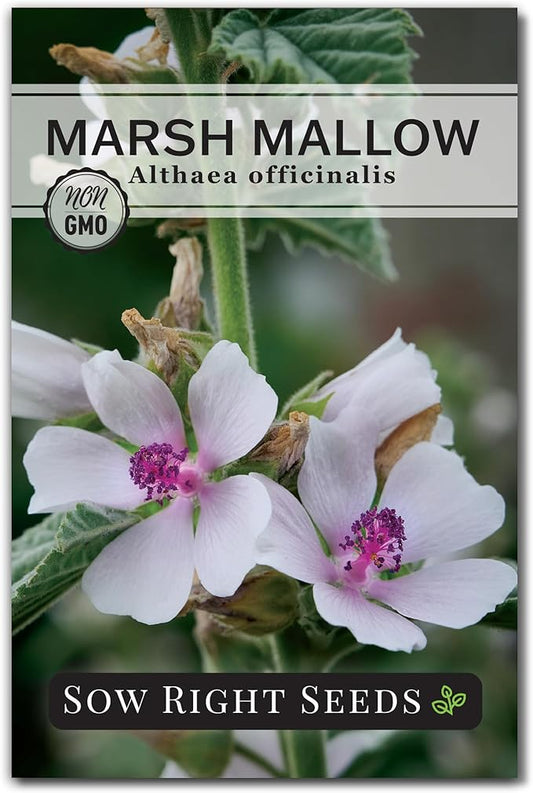 Sow Right Seeds - Marsh Mallow Seeds for Planting - Heirloom Non-GMO Variety - Ideal for Indoor or Outdoor Herbal Gardens - Grow Your Own Culinary and Medicinal Marshmallow Root Herbs (1)