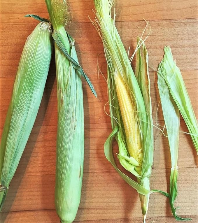 TomorrowSeeds - Baby Corn Seeds - 300+ Count - for 2026 Planting Asian Miniature Sweet Chinese Takeout Immature Young Early Indian Native Soft Vegetable Grow Your Own Home Farm Patio Healthy