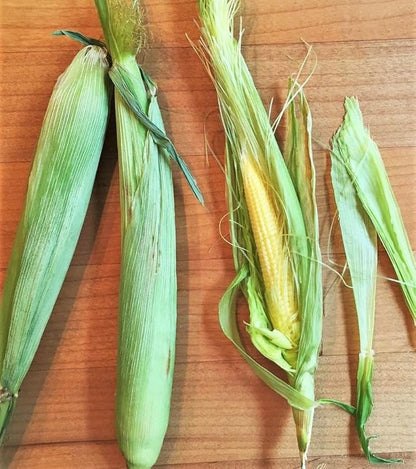 TomorrowSeeds - Baby Corn Seeds - 100+ Count - for 2026 Planting Asian Miniature Sweet Chinese Takeout Immature Young Early Indian Native Soft Vegetable Grow Your Own Home Farm Patio Healthy