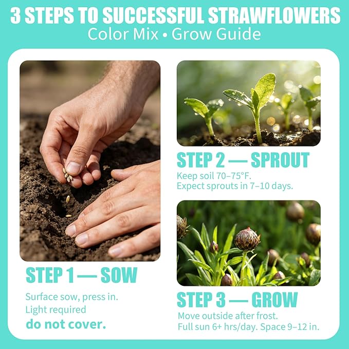 10,000+ Strawflower Seeds Mix, 9g – Heirloom Flower Seeds for Planting Outdoors, Cut Flower Seeds for Garden & Wildflower Beds, Non-GMO Color Mix Strawflower Flower Seeds