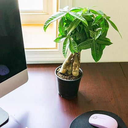 Perfect Plants Liquid Money Tree Fertilizer | 8oz. of Premium Concentrated Indoor and Outdoor Pachira Aquatica Fertilizer | Use with Containerized Houseplant Money Trees