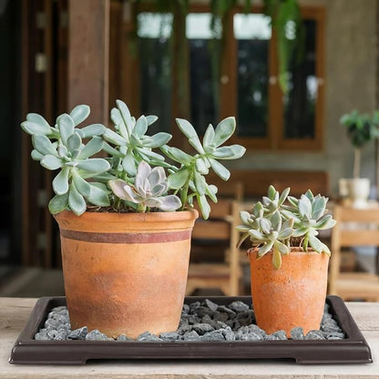 Pinkunn 6 Pcs Bonsai Humidity Tray Rectangular Drip Tray Plastic Plant Water Catcher Plant Saucers for Indoors and Outdoors Cactus,Succulents,Bonsai Tree,Stone Not Included (11 x 8 Inch)