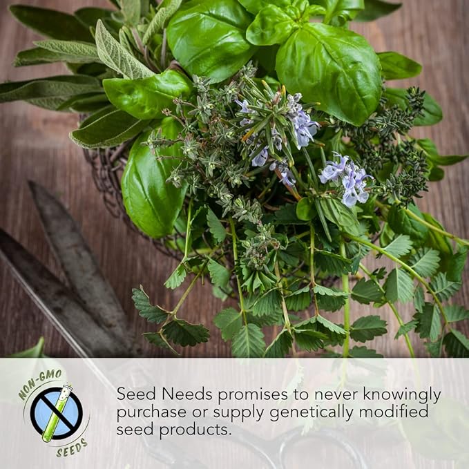 Seed Needs Italian Herb Seed Packet Collection (5 Individual Seed Varieties for Planting) Non-GMO & Untreated - Oregano, Basil, Rosemary, Sage and Parsley