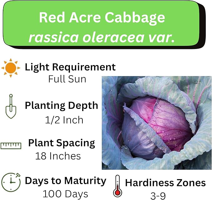 Red Acre Cabbage Seeds for Planting – Plant & Grow Heirloom Red Acre Cabbage in Home Outdoor Vegetable Garden, Brassica oleracea VAR. capitata– 5 Packets