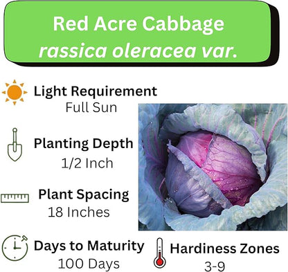 Red Acre Cabbage Seeds for Planting – Plant & Grow Heirloom Red Acre Cabbage in Home Outdoor Vegetable Garden, Brassica oleracea VAR. capitata– 5 Packets