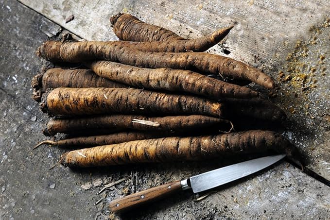 Seeds Salsify Black Root Scorzonera Heirloom Vegetable for Planting Non GMO