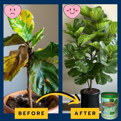 EarthPods® Premium Fiddle Leaf Fig Plant Food Capsules (100 Count) Specialized Bio Organic Fertilizer for Monstera, Pothos, Calathea, Ficus, Elephant Ear, Dracaena (Organic + Vegan + Made in USA)