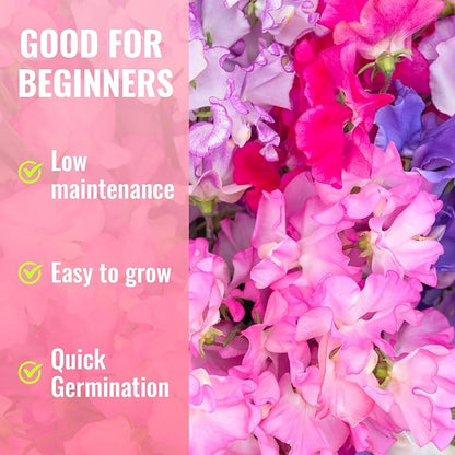 Sweet Pea Seeds 200 Seeds - Non-GMO Heirloom Seeds Brightly Colored Flowering Vines for Pergolas, Flower Beds, Balconies and Patios