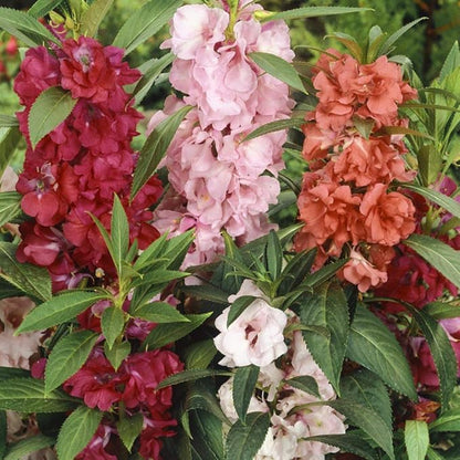 Outsidepride Balsam Impatiens Flower Seeds - 500 Pcs Annual, Compact & Pollinator Friendly, Impatiens Seeds for Planting w/Vibrant, Abundant Blooms for Shade Gardens & Container Displays