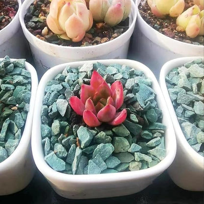 Succulents and Cactus Green Zeolite Rocks, Decorative Stones Pebbles for Indoor Plants, Bonsai, Fairy Gardening, Terrarium, 5lb
