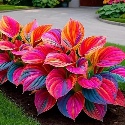 290+ Perennial Hostas for Planting, Low Maintenance Rich Foliage, Heart Shaped Leaves, Outdoor Garden Attract Pollinators Bonsai Decoration Non-GMO Heirloom Hosta Plants Seeds