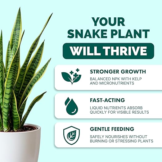 Snake Plant Fertilizer for Snake Plants and All Sansevieria, 32 oz (1 Quart)