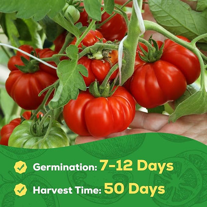 Beefsteak Tomato Seeds for Planting - Non-GMO, Heirloom - 200 Indeterminate Tomato Seeds, Vegetable Seed Packet with Instructions for Planting Home Garden Indoor & Outdoor