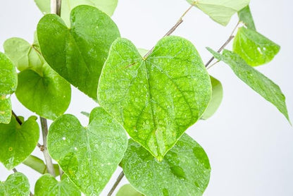 Eastern Redbud - Size: 4-5 ft, Live Plant, Includes Special Blend Fertilizer & Planting Guide