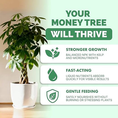 Money Tree Fertilizer for Money Trees and All Pachira Plants, Liquid Plant Food, 32 oz (1 Quart)