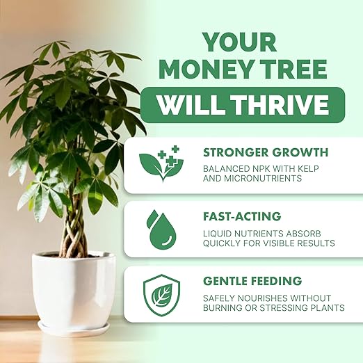 Money Tree Fertilizer for Money Trees and All Pachira Plants, Liquid Plant Food, 32 oz (1 Quart)