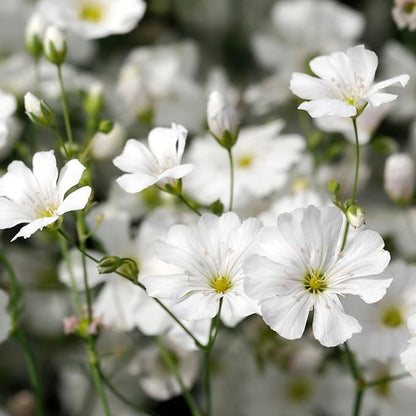Seed Needs White Baby's Breath Seeds for Planting - Heirloom & Open Pollinated Annual Flowers - Perfect for a Butterfly Garden, Bouquets & Floral Arrangements (XL Packs)