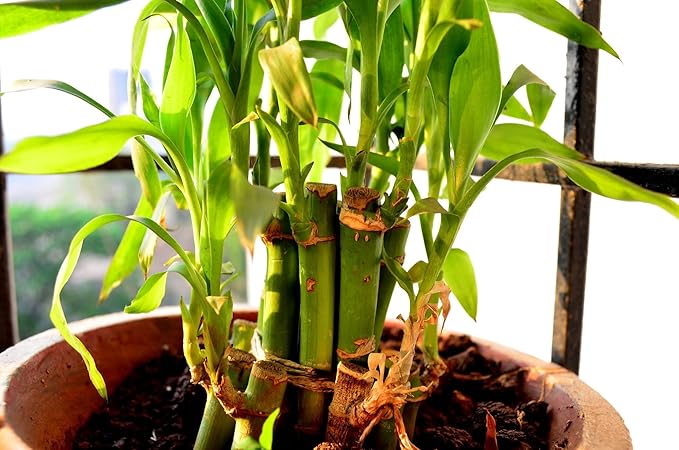 Bamboo Bonsai Plant Potting Soil Mix Peat Moss & Perlite (½ Gallon / 2 quarts). Repot Ficus, Lucky Bamboo Soil
