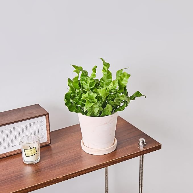 4 in Flower Planters Indoor, Modern Red Terra Cotta Plant Pot, Succulents Containers with Drain Hole Saucer, Decorate Home, Office, Outdoor/Garden Plants