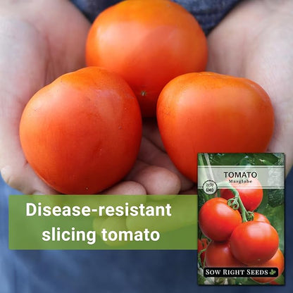 Sow Right Seeds - Marglobe Tomato Seeds for Planting - Non-GMO Heirloom Packet with Instructions to Plant and Grow a Home Vegetable Garden - Classic Medium Red Variety - Determinate Hydroponic (4)