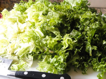 Seeds Endive Lettuce Yellow Heart Curly Frisee 50 Days for Salad Non GMO Vegetable for Planting 700 Seeds